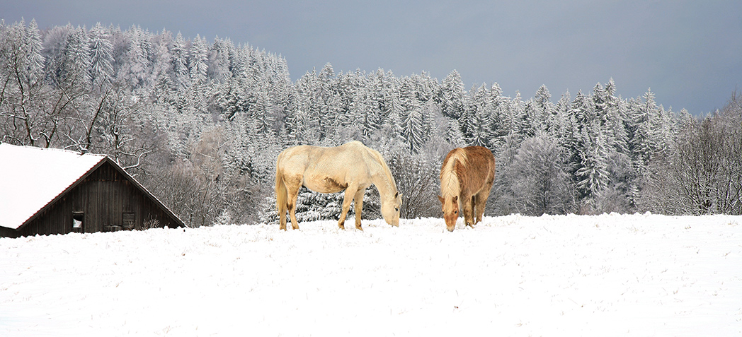 Planning Small Horse Barns For The Winter Diy Pole Barns