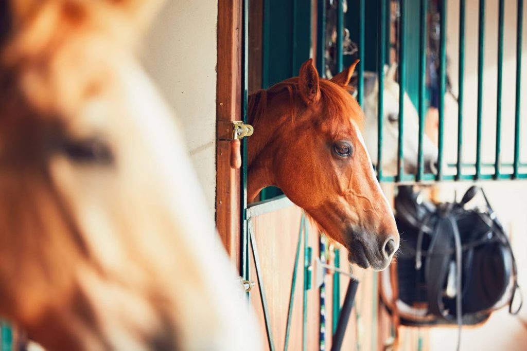 Horses appreciate the fresh air and demonstrate the importance of pole barn windows and doors when planning your building.